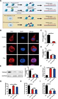 Paeonol enhances macrophage phagocytic function by modulating lipid metabolism through the P53-TREM2 axis